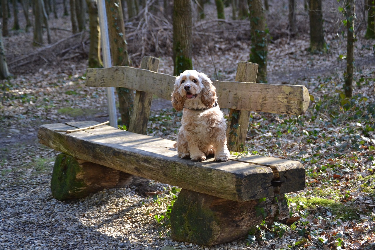 Understanding the Characteristics of the French Spaniel